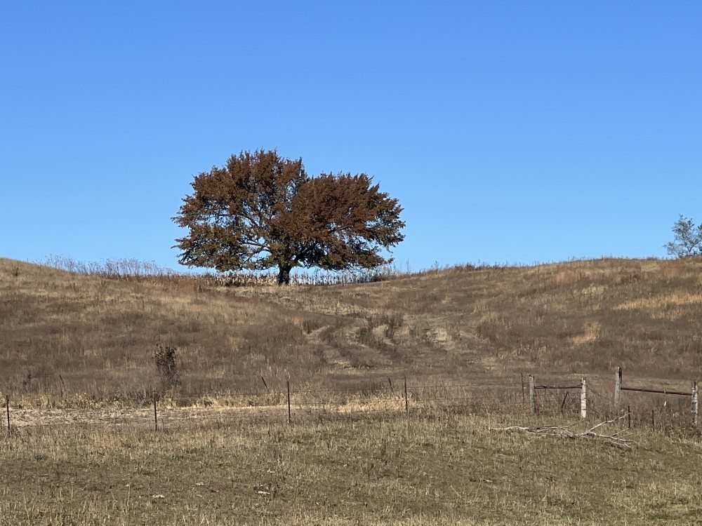 Site 15